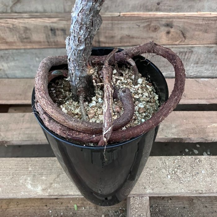 観葉植物現品販売