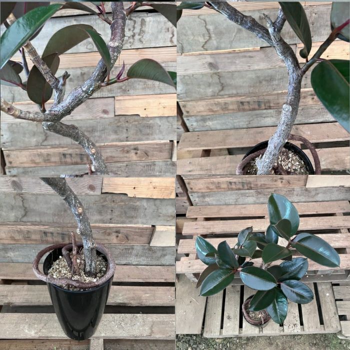 観葉植物現品販売