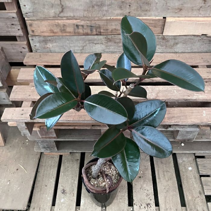 観葉植物現品販売