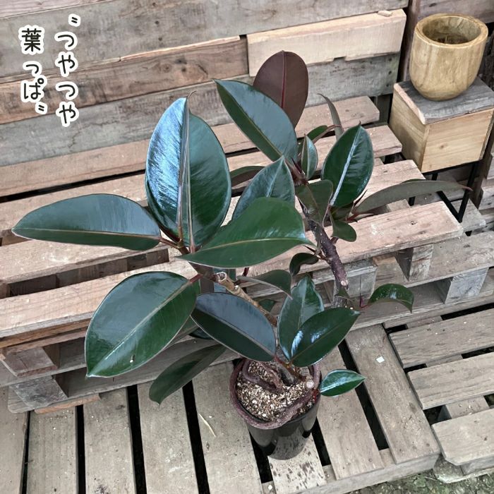 観葉植物現品販売