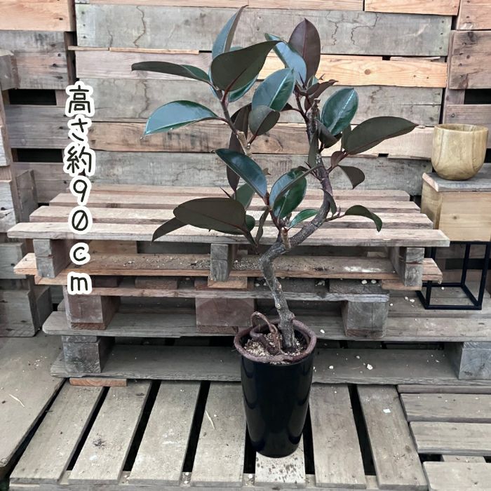観葉植物現品販売
