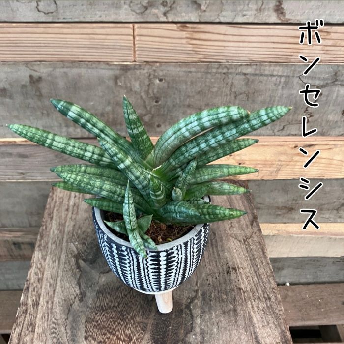 観葉植物現品販売