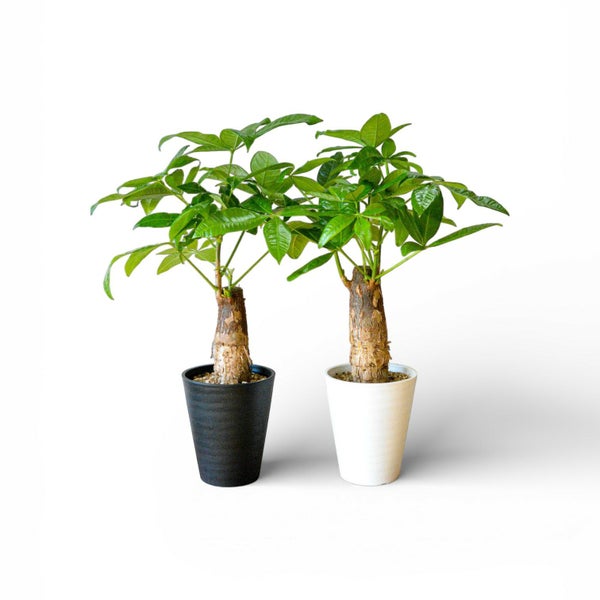 丈夫なパキラ朴仕立て5号サイズ セラアート鉢 観葉植物 本物