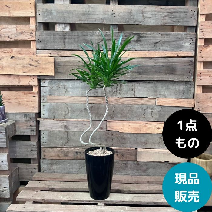 観葉植物現品販売