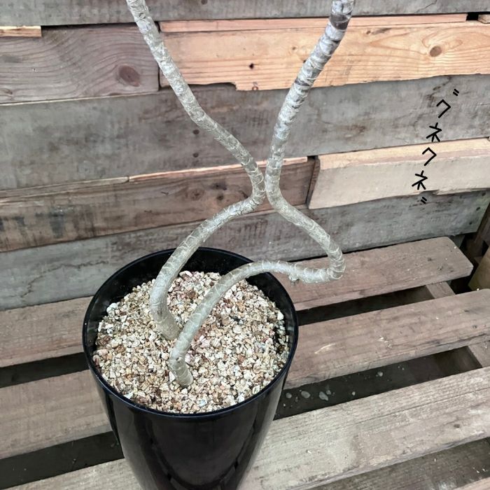 観葉植物現品販売