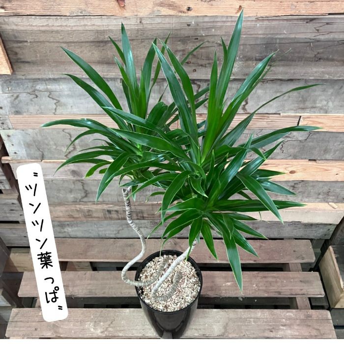 観葉植物現品販売
