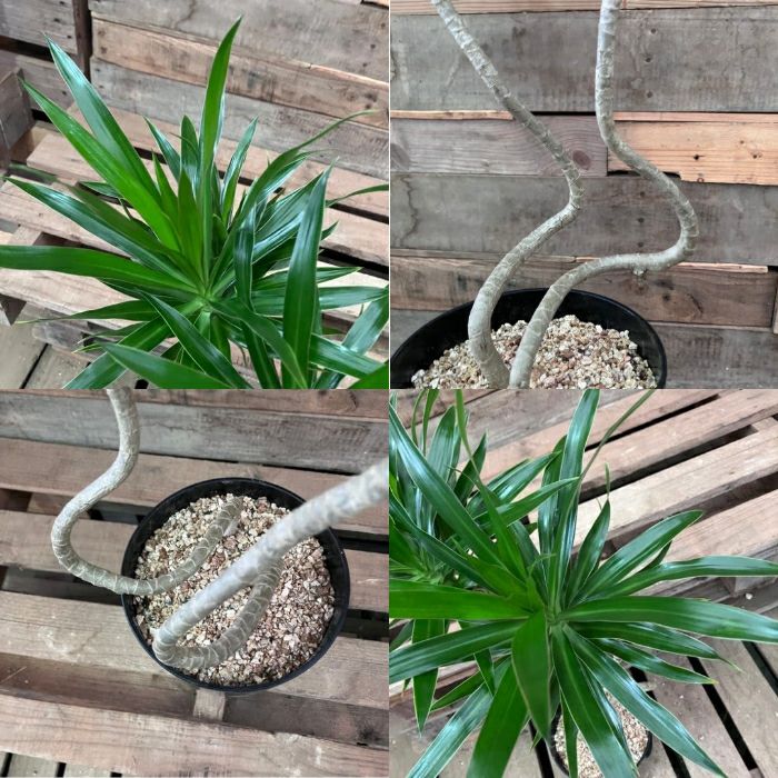 観葉植物現品販売