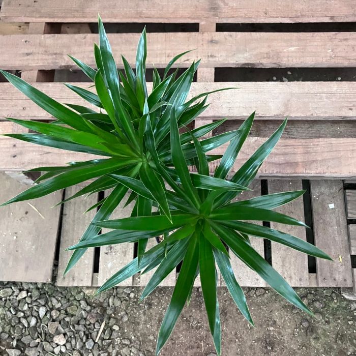 観葉植物現品販売