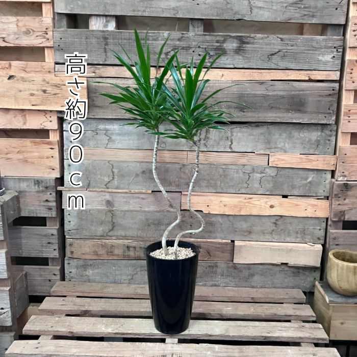 観葉植物現品販売
