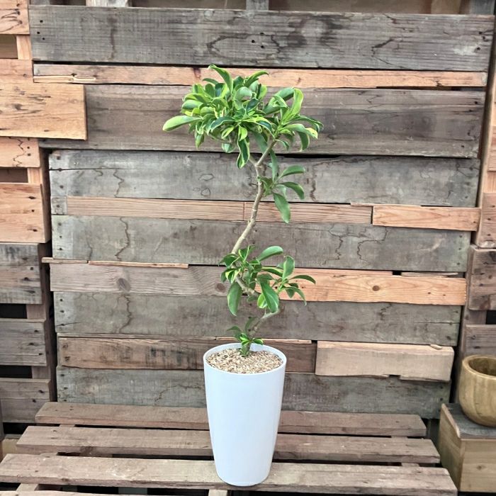 観葉植物現品販売