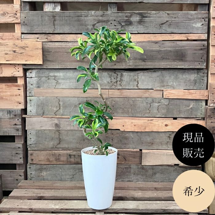 観葉植物現品販売