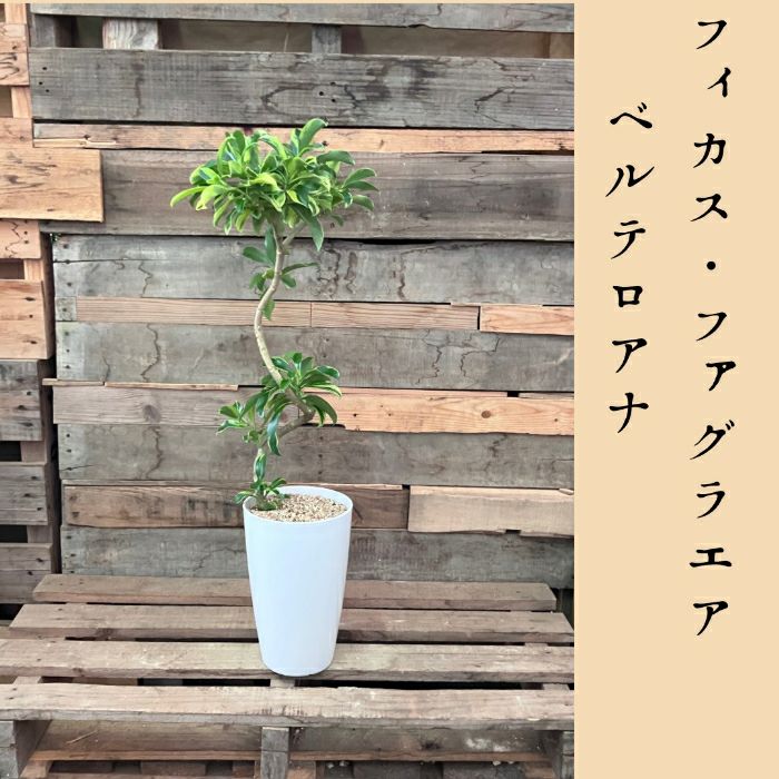 観葉植物現品販売