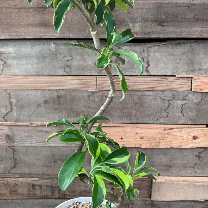 観葉植物現品販売