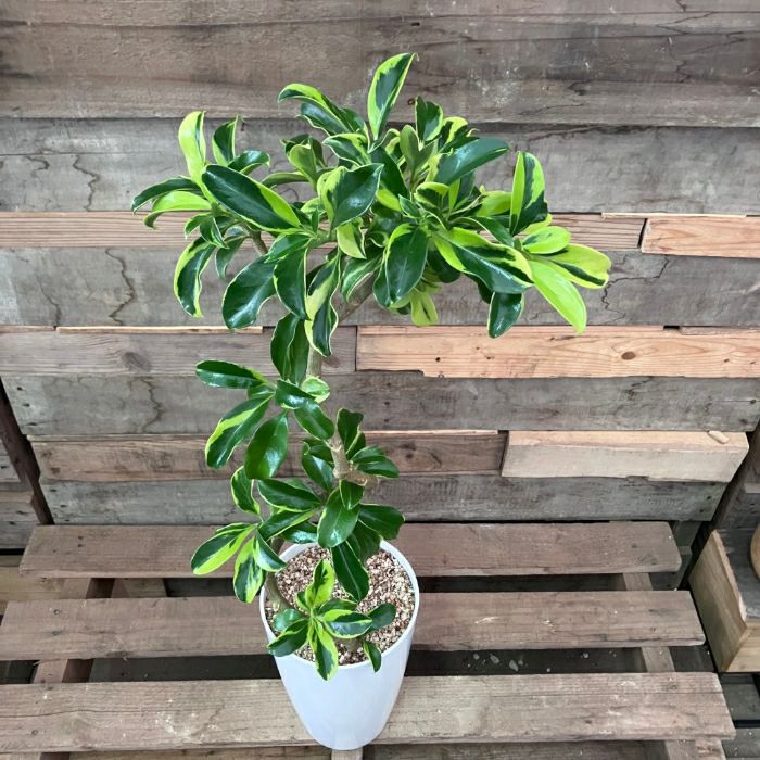 観葉植物現品販売