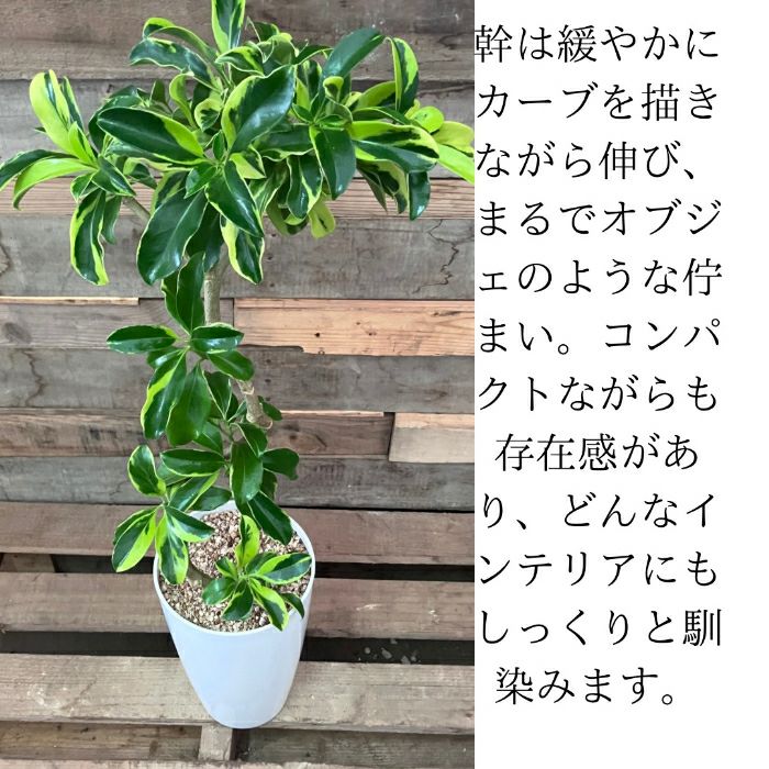 観葉植物現品販売