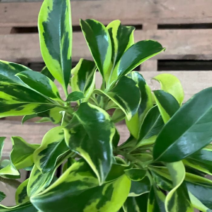 観葉植物現品販売