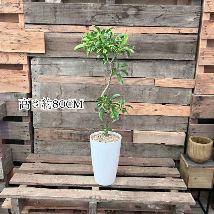 観葉植物現品販売