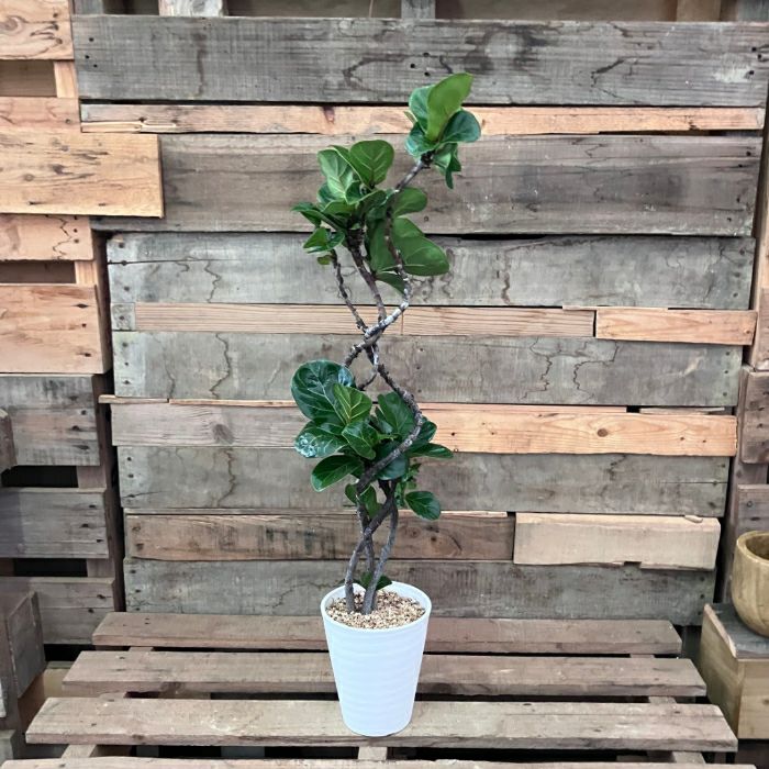 観葉植物現品販売