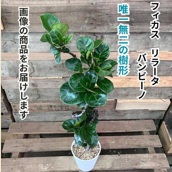 観葉植物現品販売