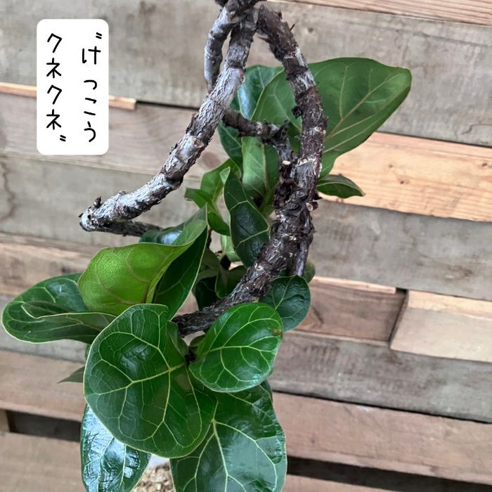 観葉植物現品販売