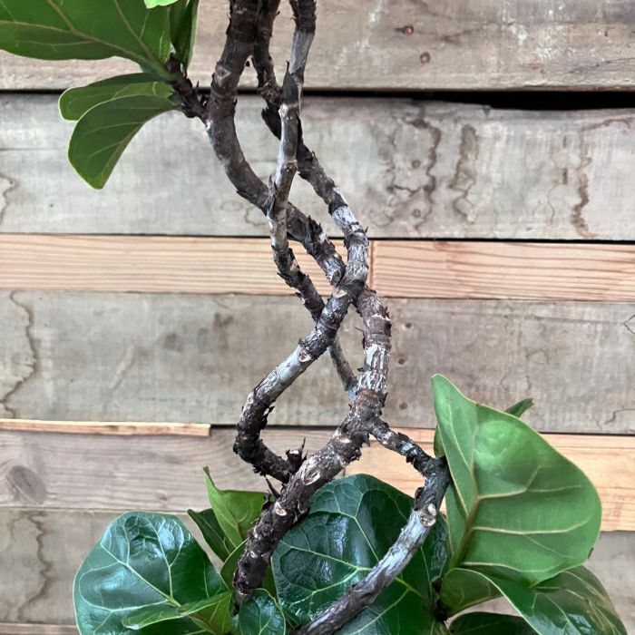 観葉植物現品販売