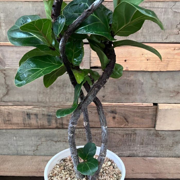 観葉植物現品販売