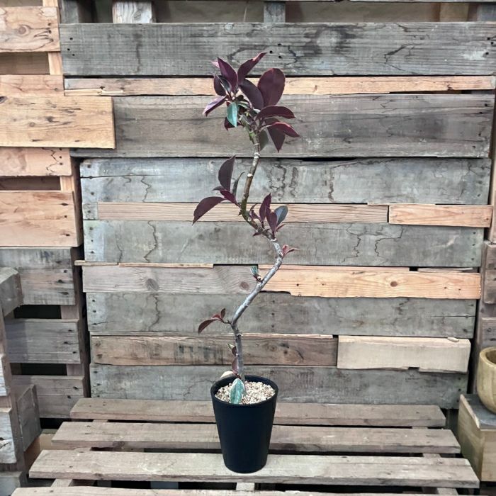 観葉植物現品販売