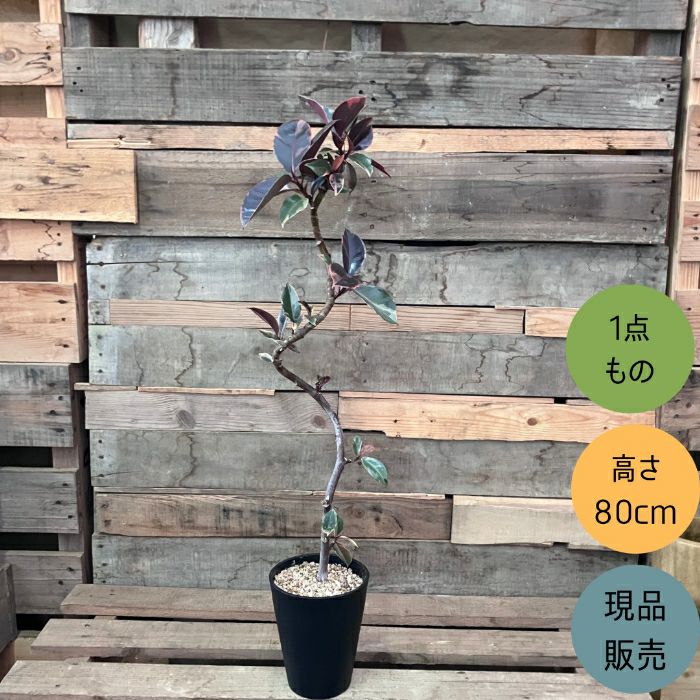 観葉植物現品販売