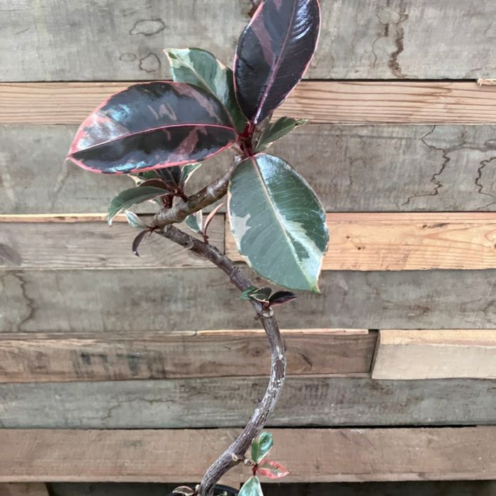 観葉植物現品販売