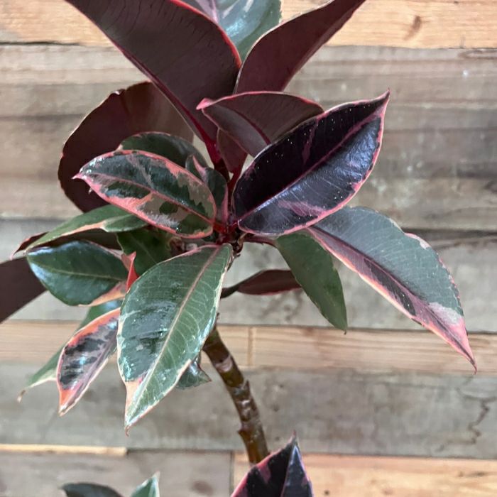 観葉植物現品販売