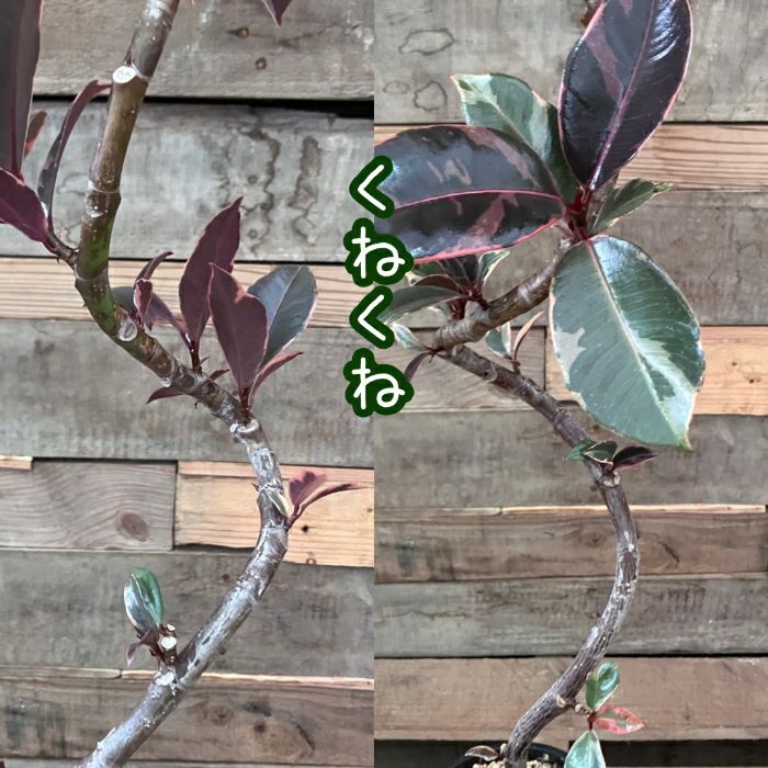 観葉植物現品販売