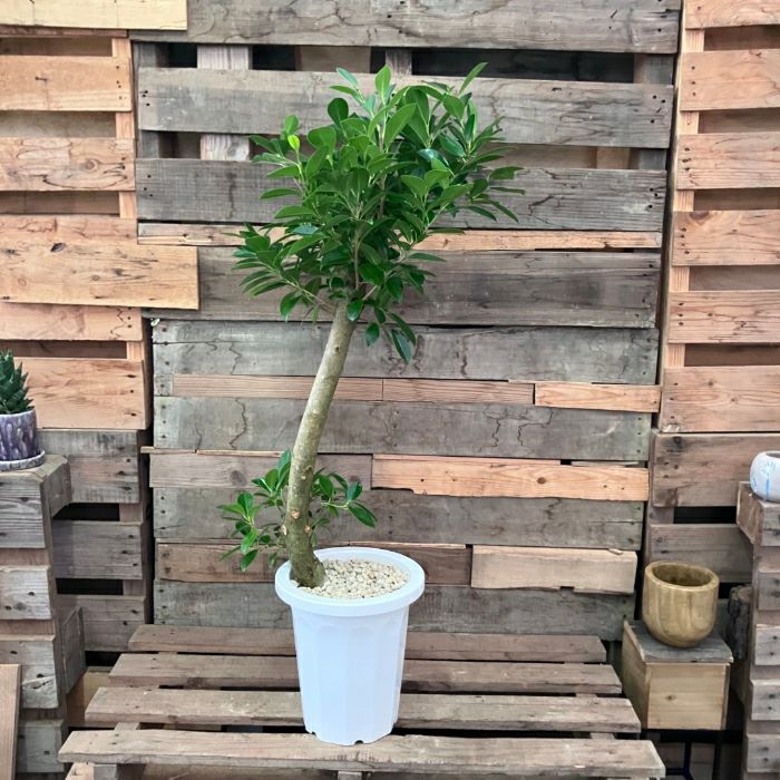 観葉植物現品販売