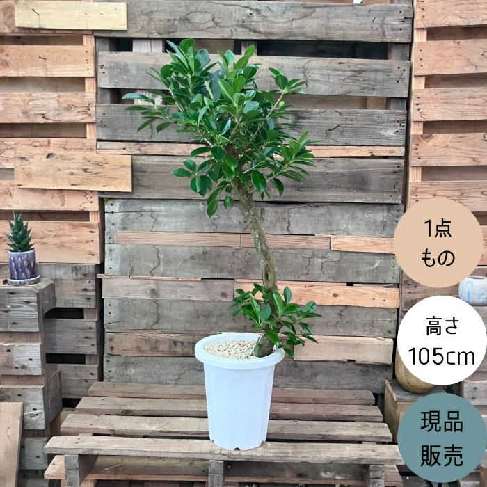 観葉植物現品販売