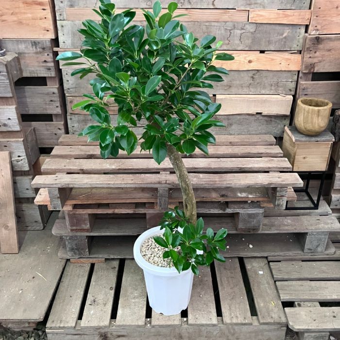 観葉植物現品販売