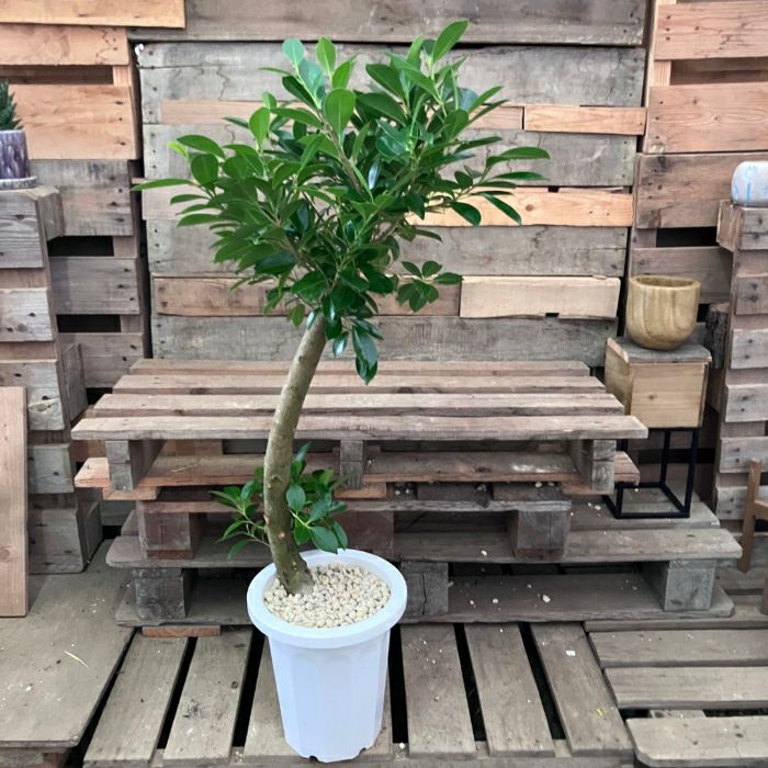 観葉植物現品販売