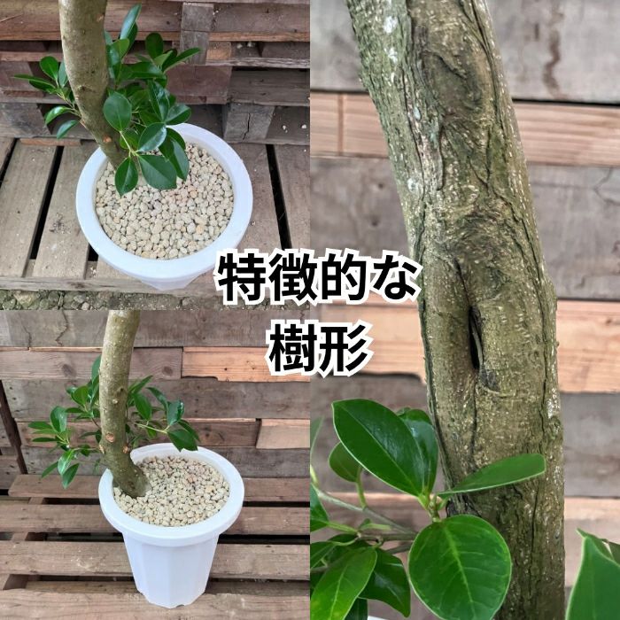 観葉植物現品販売