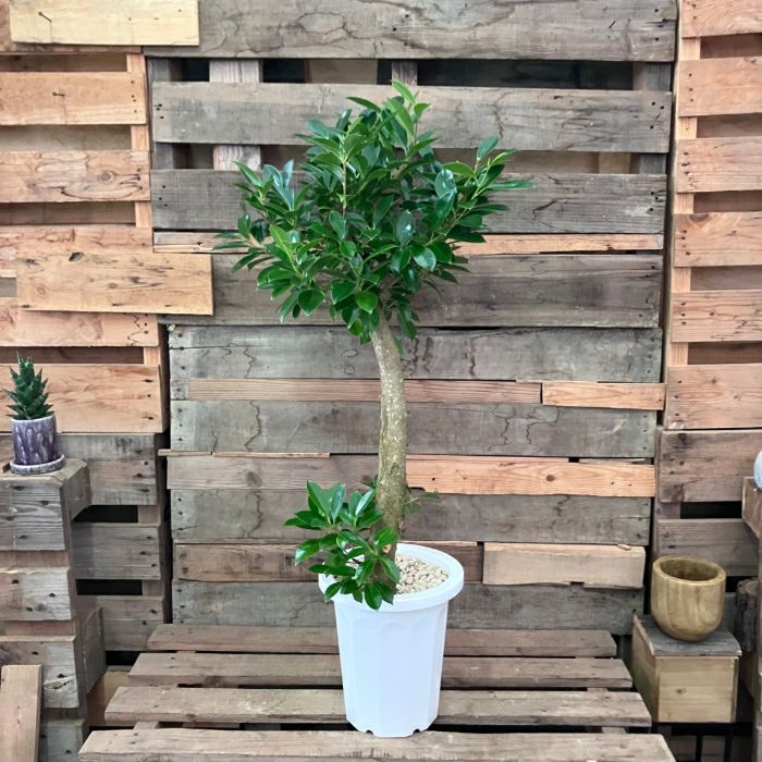 観葉植物現品販売