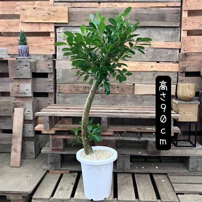 観葉植物現品販売