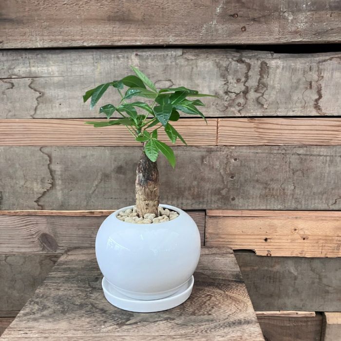 観葉植物現品販売