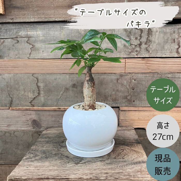 観葉植物現品販売