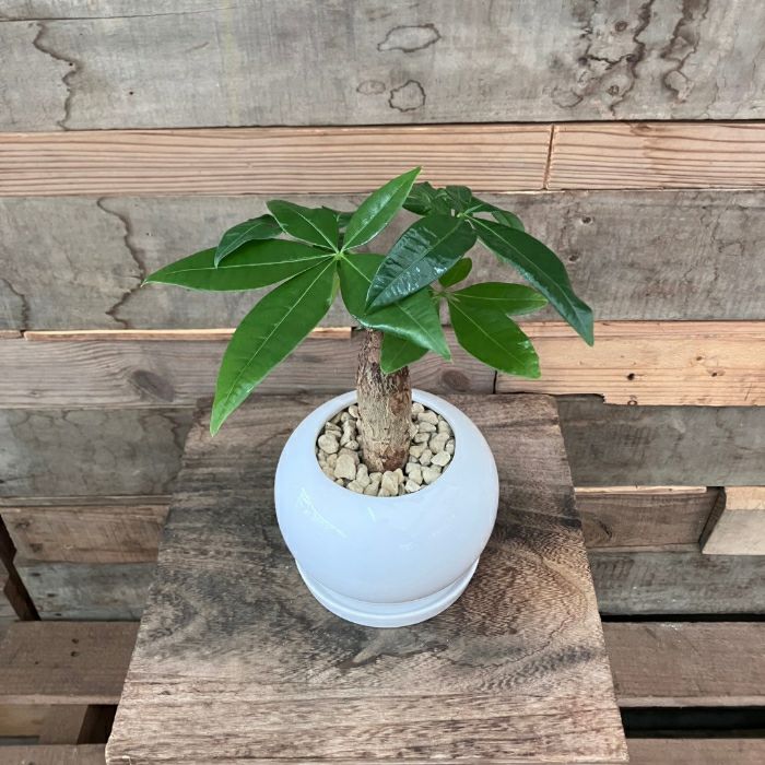 観葉植物現品販売