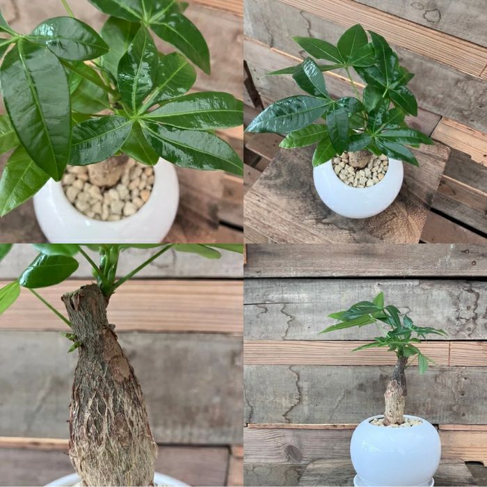 観葉植物現品販売