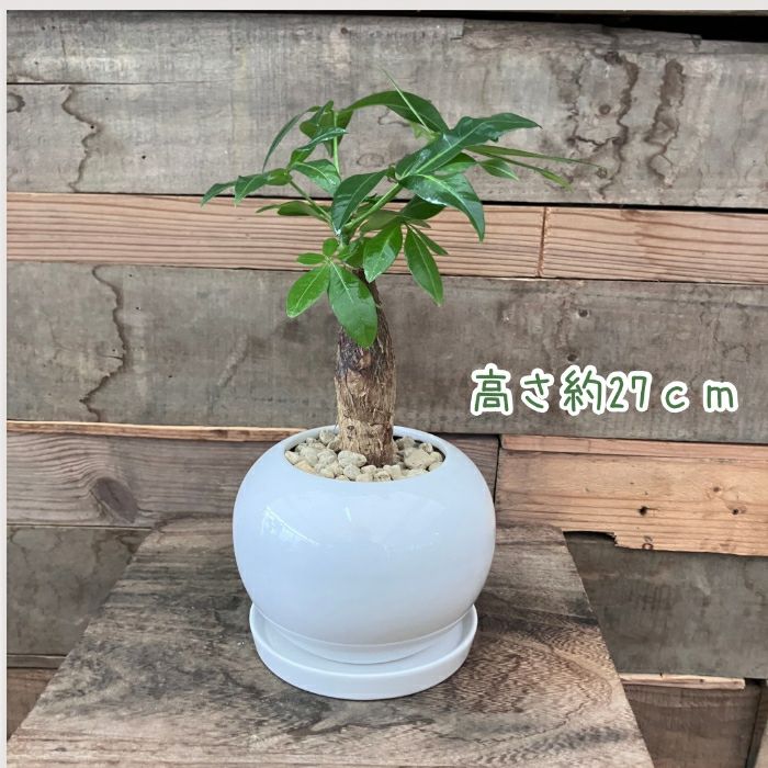 観葉植物現品販売