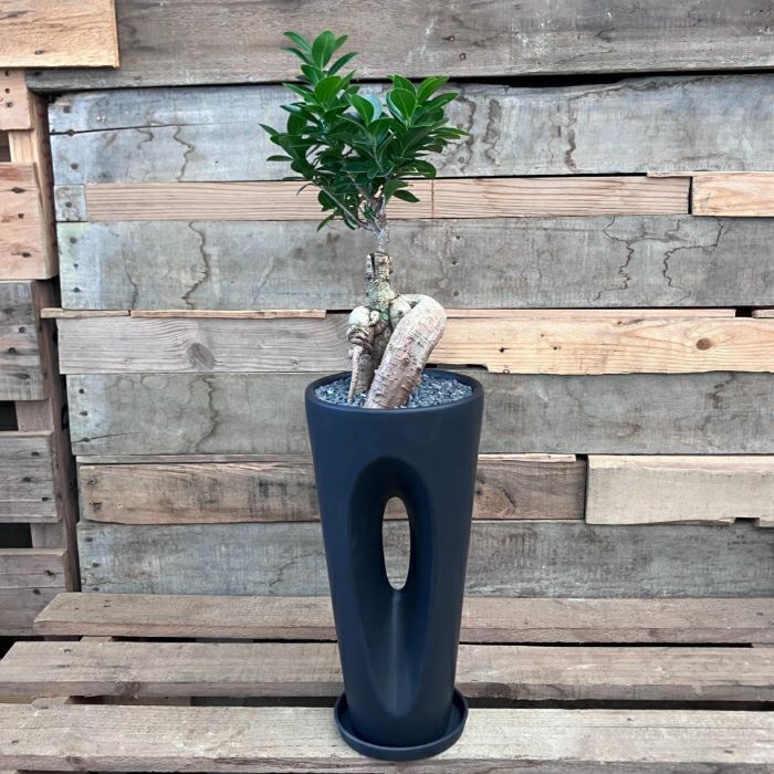 観葉植物現品販売