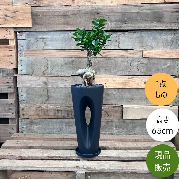 観葉植物現品販売