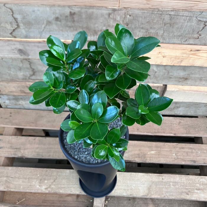 観葉植物現品販売