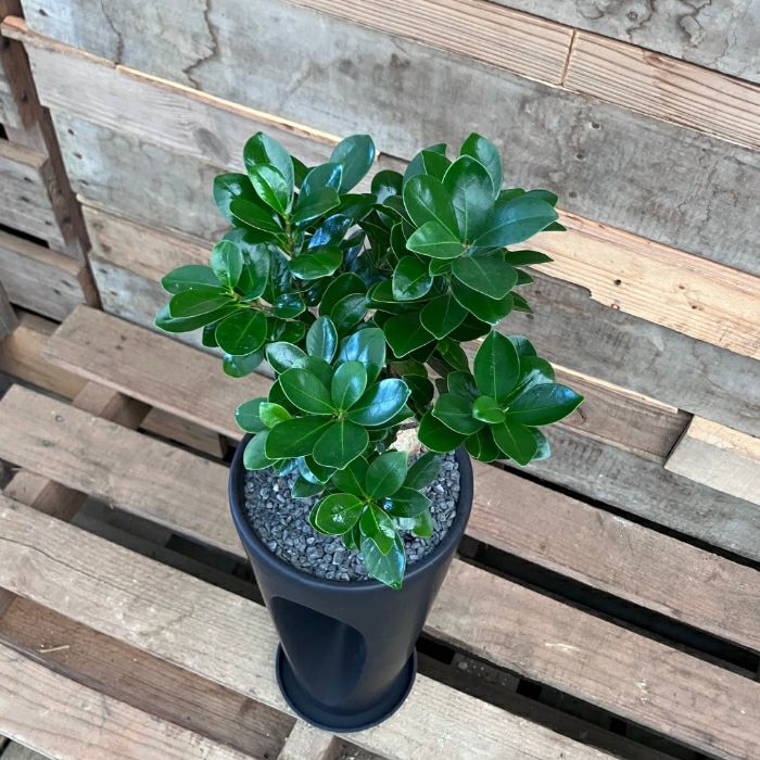 観葉植物現品販売