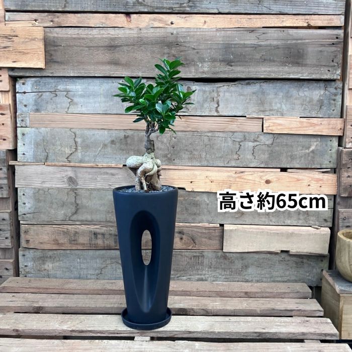 観葉植物現品販売