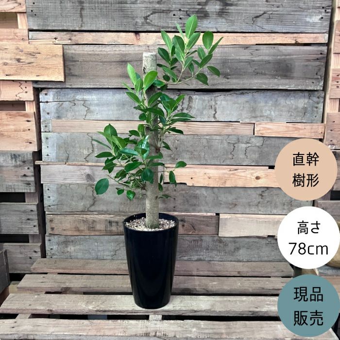 観葉植物現品販売