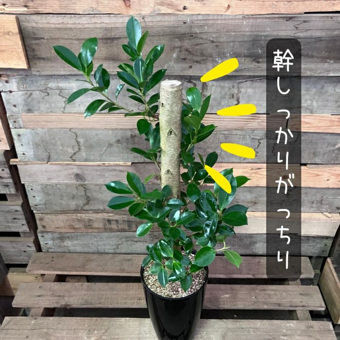 観葉植物現品販売